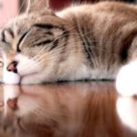 猫・小動物・鳥へのサービス開始案内ページ