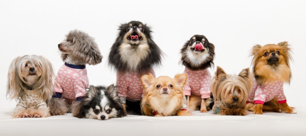 サービスの対象となる犬種例