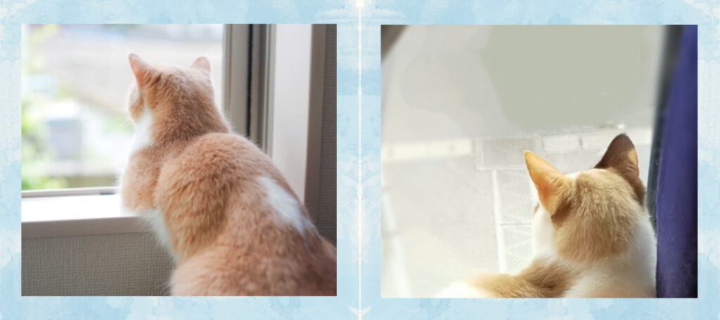 ペットシッターサービス（猫）こんなお悩みはありませんか？