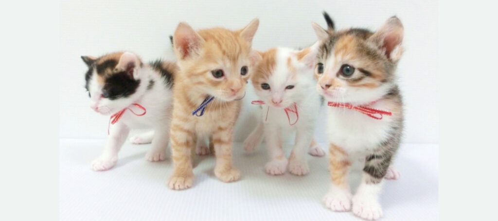 サービスの対象となる猫種例