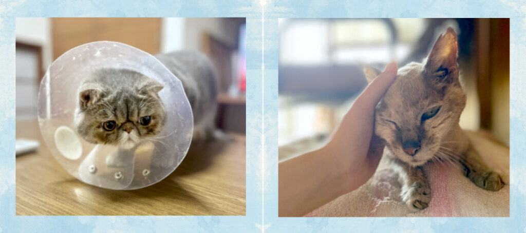ペット訪問介護サービス（猫）・こんなお悩みはありませんか？
