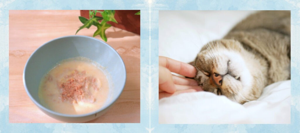 猫のペット訪問介護サービスの内容