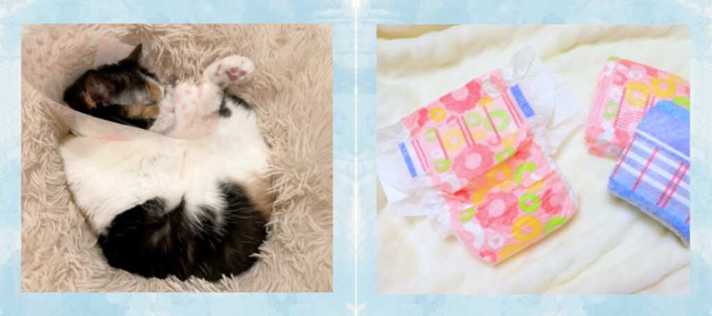 猫のペット訪問介護サービスの内容