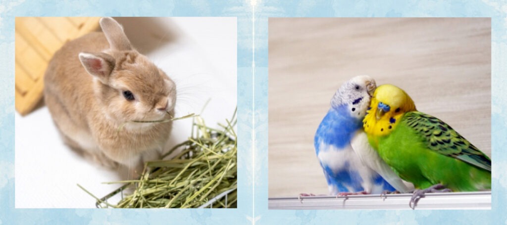 ペットシッターサービス（小動物・小鳥）こんなお悩みはありませんか？