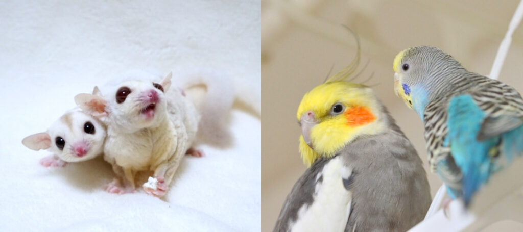 サービスの対象となる小動物・小鳥例