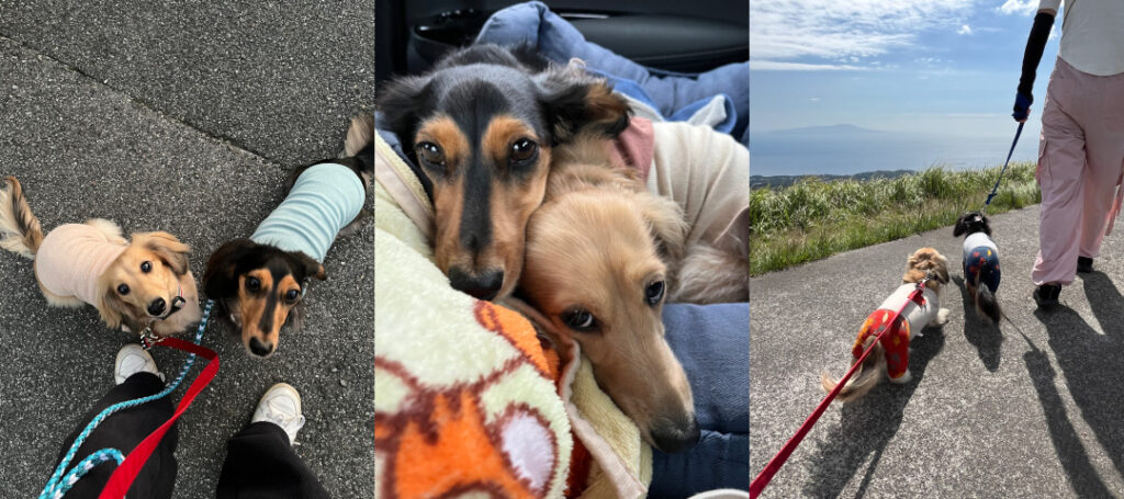 看板犬あお・いろ