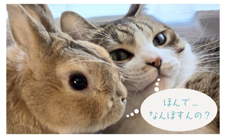 ペットケアサービスあおいろのそら・サービス料金表