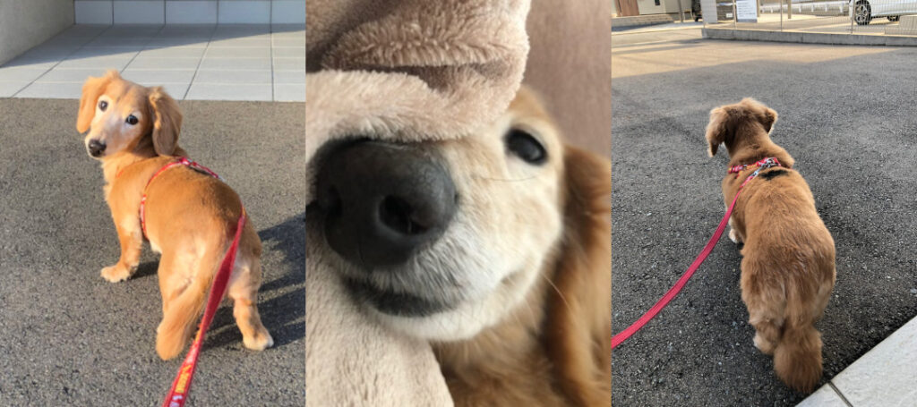 先代犬そら