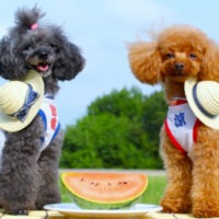 プロが教える！わんちゃんの夏｜お留守番の注意点と熱中症対策