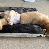 【奈良・生駒】おしっこ・うんちのサポート術！ペット用おむつのサイズ選びと漏れないつけ方のコツ