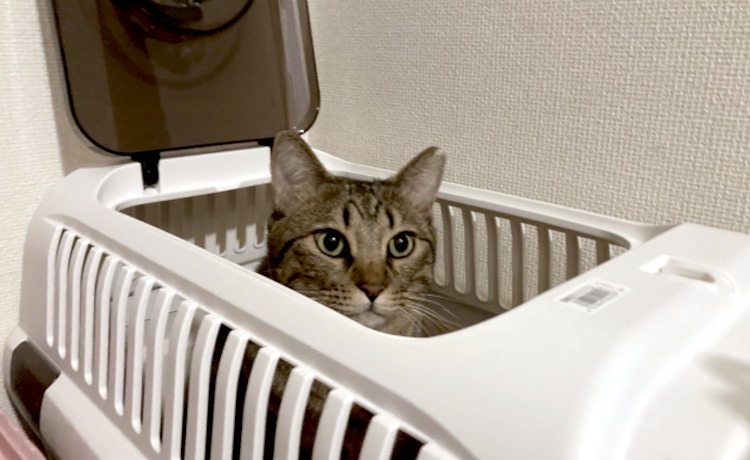 日頃から始めておくべき「しつけ」と「環境づくり」