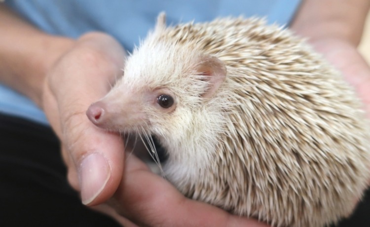 【注意】小動物や小鳥（エキゾチックアニマル）の夜間救急における罠