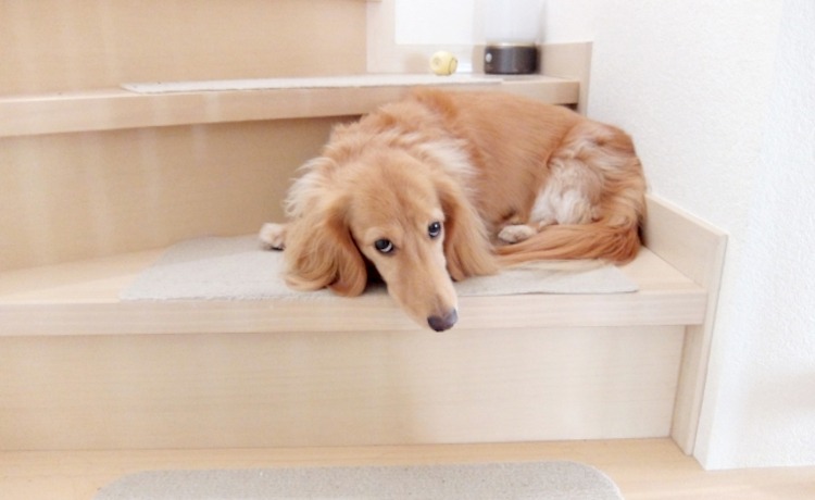 なぜ不安？ペットシッター利用前に多くの飼い主様が感じる「3つの心理的ハードル」