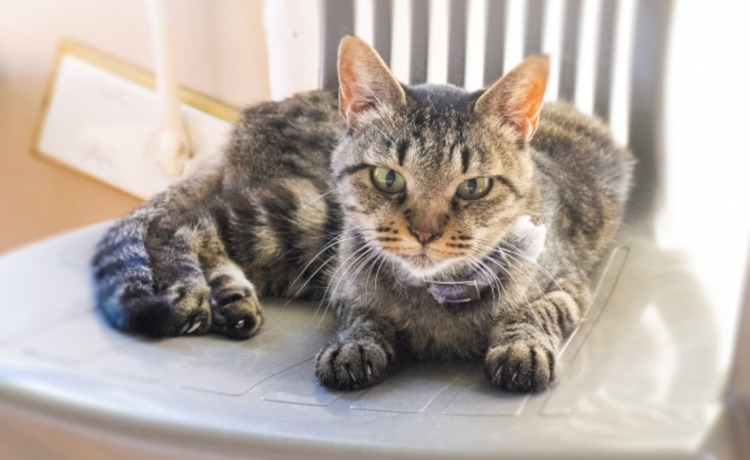 なぜ老犬・老猫の「初期サイン」を見逃してはいけないのか？