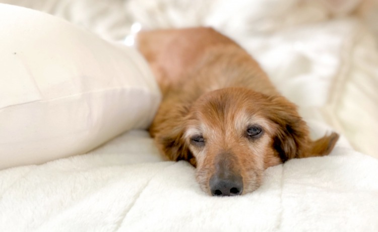 老犬・老猫のシニアサインとは？見逃せない初期症状と早期対策