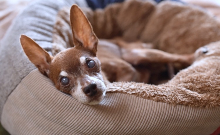 日常の観察で見つかる！老犬・老猫の「シニアサイン」一覧