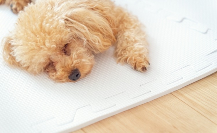 今日から始める！「老犬・老猫」のための早期環境対策