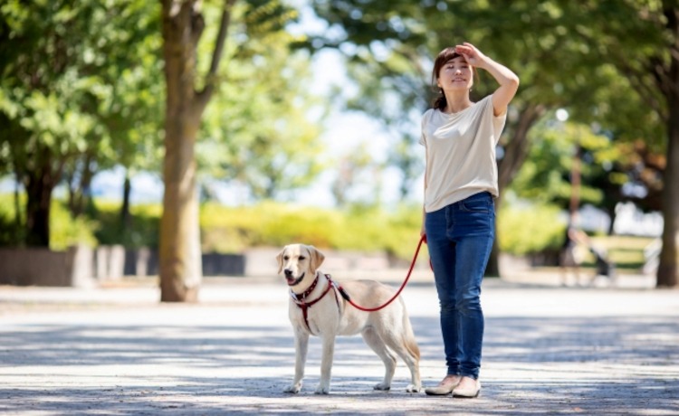 夏の犬の散歩は夜も危険？アスファルト温度のチェック法と肉球やけど対策