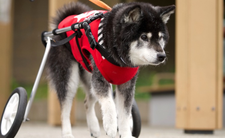犬用車いす（歩行器）が向いているケース