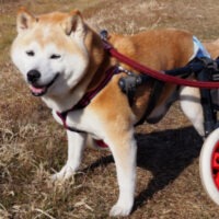 【奈良・生駒】歩けなくなった愛犬のお散歩ガイド！ハーネス・車いす・カートの選び方
