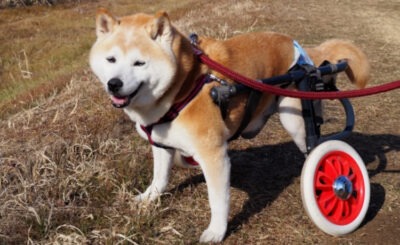 【奈良・生駒】歩けなくなった愛犬のお散歩ガイド！ハーネス・車いす・カートの選び方