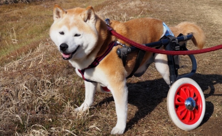 【奈良・生駒】歩けなくなった愛犬のお散歩ガイド！ハーネス・車いす・カートの選び方
