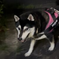 生駒市のアトくんの