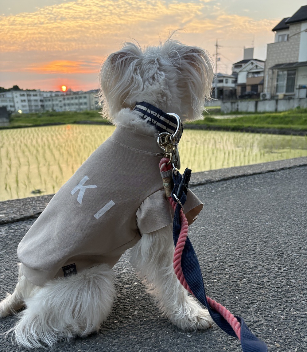 奈良市の雪ちゃんのお散歩代行を担当しました!