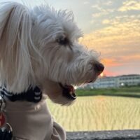 奈良市の雪ちゃんのお散歩代行を担当しました！